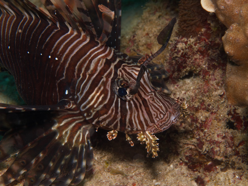 Lion Fish